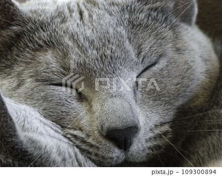 ロシアンブルー ロシアンブルー 109300894