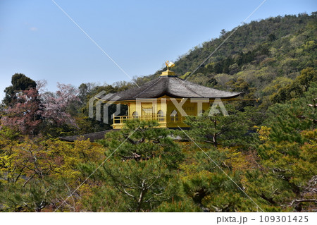 日本の春の京都 世界遺産の金閣寺 金色に輝く舎利殿 美しい桜と新緑と青空 日本の春の京都 世界遺産の金閣寺 金色に輝く舎利殿 美しい桜と新緑と青空 109301425