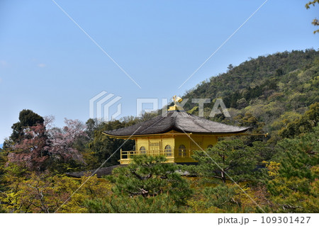 日本の春の京都　世界遺産の金閣寺　金色に輝く舎利殿　美しい桜と新緑と青空 109301427