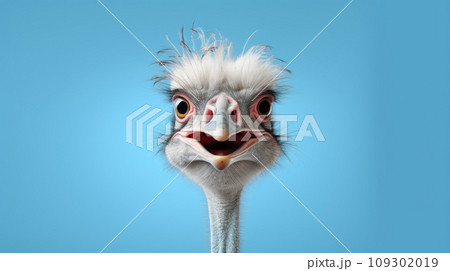 Advertising portrait, banner, funny gray wool colorostrich, looks straight, isolated on blue background Advertising portrait, banner, funny gray wool colorostrich, looks straight, isolated on blue background 109302019