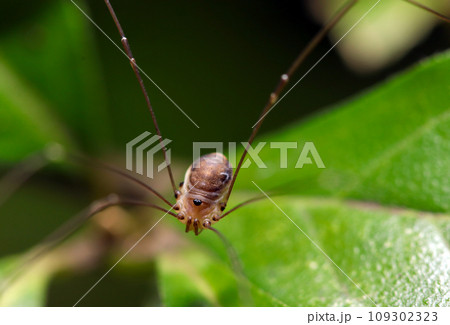 森のお掃除屋さん、モエギザトウムシ(マクロレンズ使用・ストロボ+自然光・接写写真) 森のお掃除屋さん、モエギザトウムシ(マクロレンズ使用・ストロボ+自然光・接写写真) 109302323