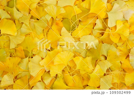イチョウの落葉 109302499