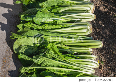 野沢菜天日干し 109302701