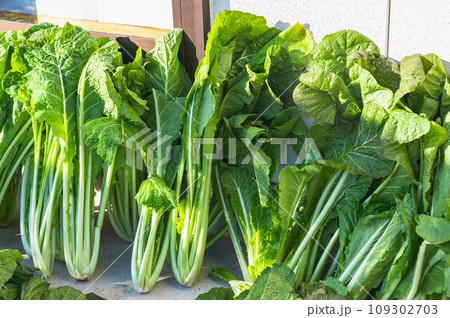 漬物になる野沢菜 109302703