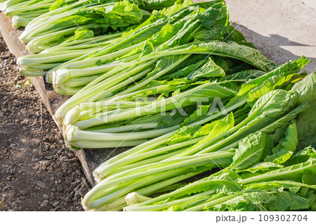 漬物になる野沢菜 漬物になる野沢菜 109302704
