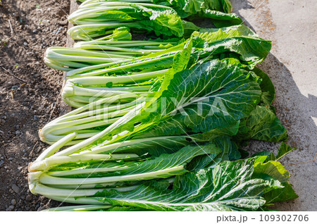 庭先に干した野沢菜 109302706