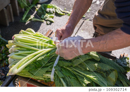 洗った野沢菜を束にする 109302714