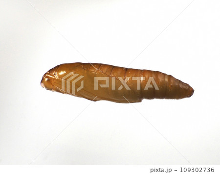 ノシメマダラメイガの蛹 109302736