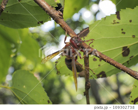 チャイロスズメバチ 109302738