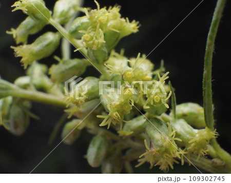 ヨモギの花 109302745