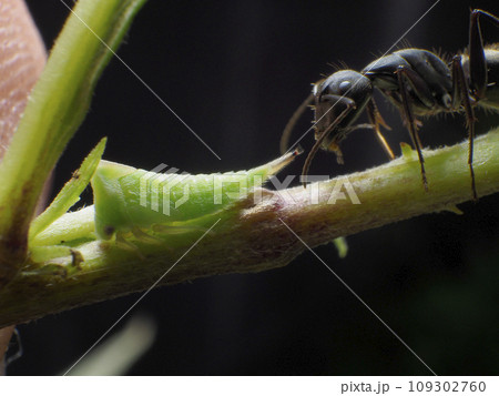 ツノゼミの幼虫と蟻 ツノゼミの幼虫と蟻 109302760