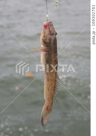 ハゼ釣り ハゼ釣り 109302781