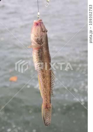 ハゼ釣り 109302783