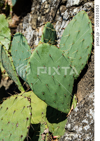 Opuntia cactus with fruits Opuntia cactus with fruits 109303863