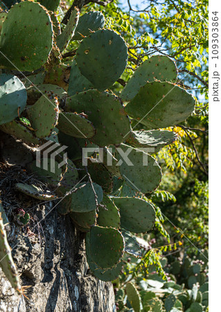 Opuntia cactus with fruits Opuntia cactus with fruits 109303864