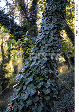Tree covered with ivy leaves Tree covered with ivy leaves 109303898
