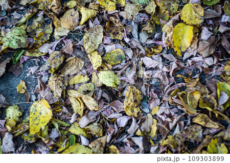 Fallen autumnal leaves Fallen autumnal leaves 109303899