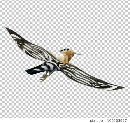 Flying hoopoe bird watercolor illustration isolated on white background. Hand drawn Eurasian Upupa epops national symbol of Israel 109303937