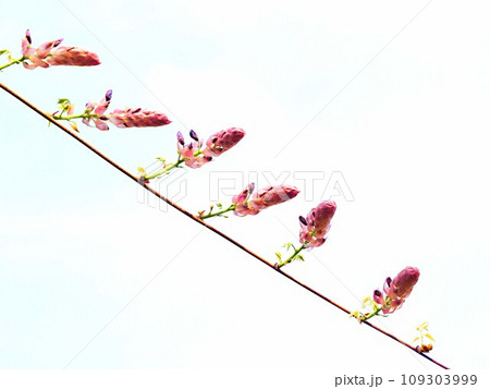開花を始めたばかりの藤の花 開花を始めたばかりの藤の花 109303999