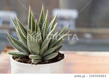 Haworthia limifolia (Spider White) with green base, and a unique pattern of white in ceramic pot. 109304063