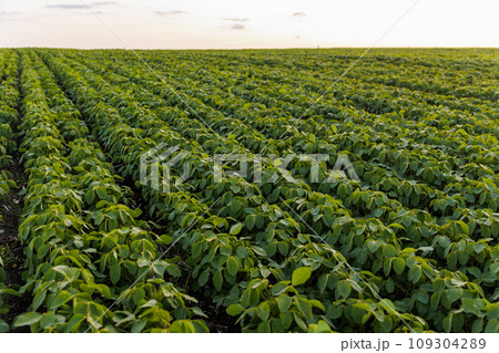 Agriculture. Soybean green plants growing in rows in cultivated field. Organic farming. Agricultural soy vegetable plantation, healthy food. Modern agribusiness. Bio lifestyle farmland 109304289