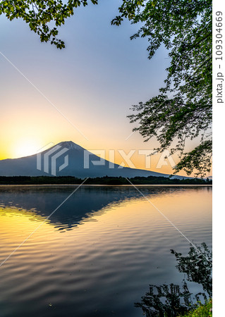 【静岡県】田貫湖から見る朝焼けの富士山 109304669