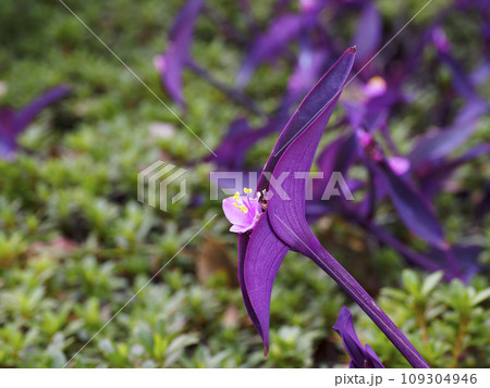 ムラサキゴテン ムラサキゴテン 109304946