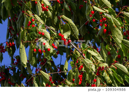 cherry tree branch with ripe large fruits cherry tree branch with ripe large fruits 109304986