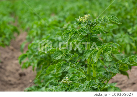 Potato field with green shoots of potatoes Potato field with green shoots of potatoes 109305027