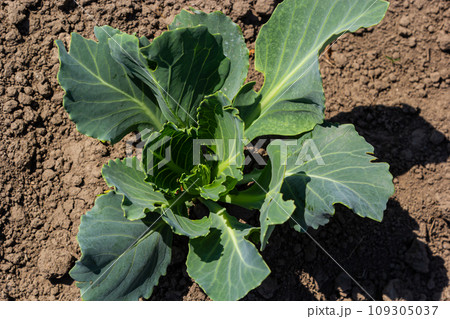 young cabbage sprout on the vegetable bed young cabbage sprout on the vegetable bed 109305037