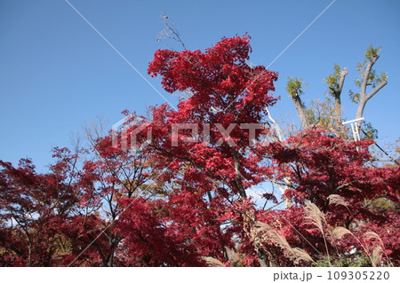 高尾山の紅葉_03 高尾山の紅葉_03 109305220