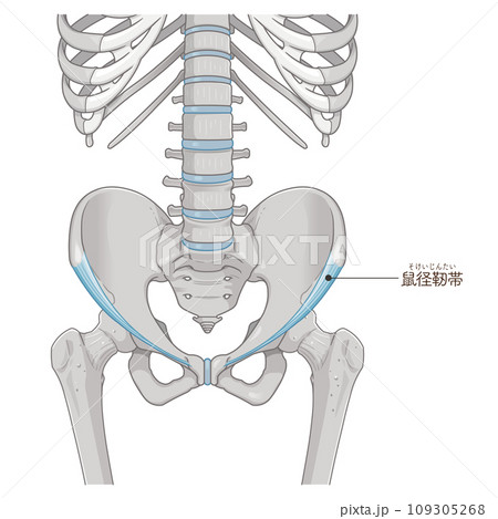 鼠径靭帯、inguinal ligament、股関節、骨盤、筋肉、イラスト、illustration 109305268