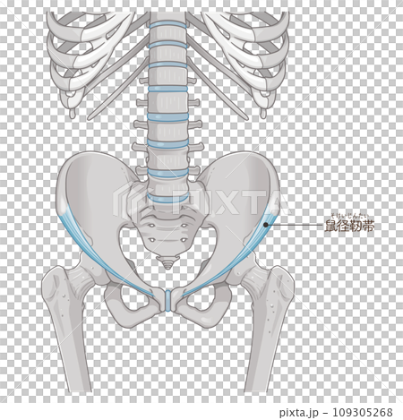 inguinal ligament, inguinal ligament, hip, pelvis, muscle, illustration, illustration 109305268
