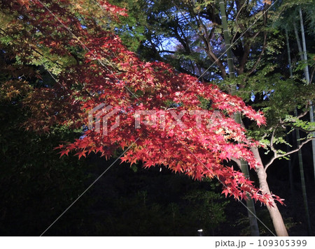 東京観光　ライトアップされた紅葉 109305399