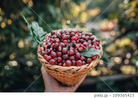 Cherry coffee beans in a basket Cherry coffee beans in a basket 109305415