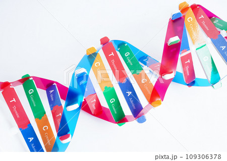 DNA molecule spiral structure model isolated on white background, chromosome and gene chemical science biology. DNA molecule spiral structure model isolated on white background, chromosome and gene chemical science biology. 109306378