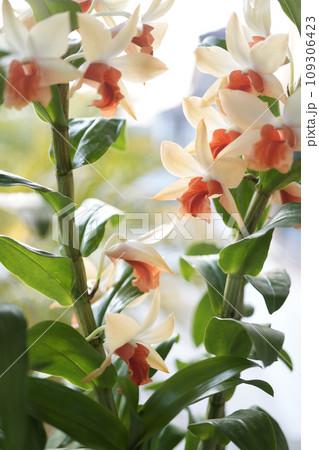 Phragmipedium Orchids flower macro close up 109306423