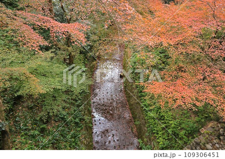 紅葉の京都 109306451