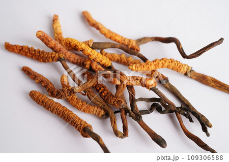 Cordyceps sinensis or Ophiocordyceps sinensis isolated on white background, mushroom herb treatment medicine. 109306588