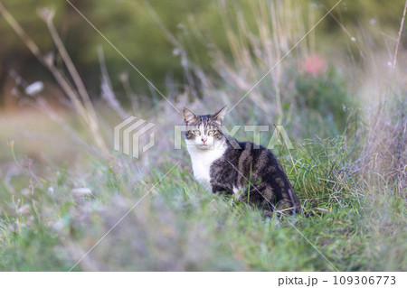 Young cat with tiger pattern fur on a green grass 109306773