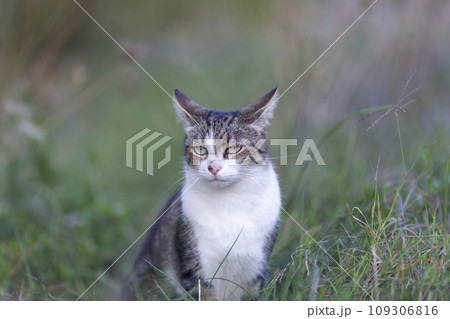 Young cat with tiger pattern fur on a green grass 109306816