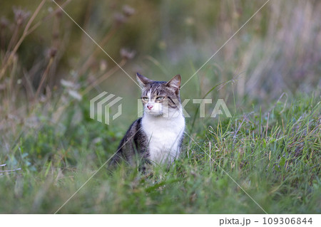 Young cat with tiger pattern fur on a green grass 109306844
