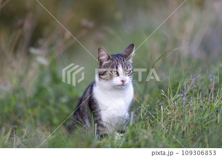 Young cat with tiger pattern fur on a green grass Young cat with tiger pattern fur on a green grass 109306853
