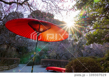 紅梅と白梅の木の下にある赤い和傘 109307029