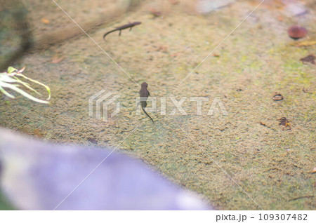 日本の京都にある澄んだ綺麗な池を泳ぐモリアオガエルのオタマジャクシ 日本の京都にある澄んだ綺麗な池を泳ぐモリアオガエルのオタマジャクシ 109307482