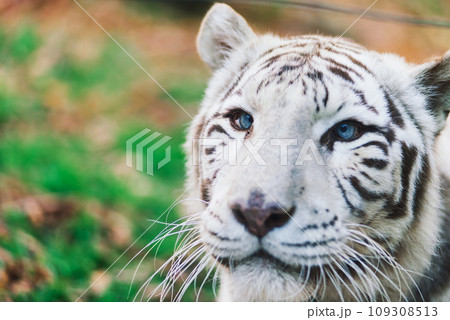 White big tiger, bleached tiger in autumn park laying and walk, close up 109308513