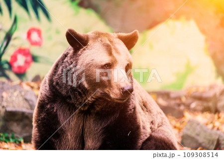 Canadian big brown bear moving in the park forest Canadian big brown bear moving in the park forest 109308514