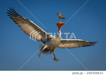 Pelican grabs fish spreading wings in sky 109308631