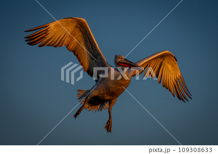 Pelican in blue sky in golden light 109308633