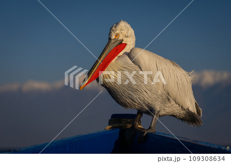 Pelican in bow of boat eyeing camera Pelican in bow of boat eyeing camera 109308634